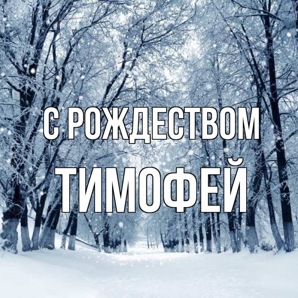Открытка на каждый день с именем, Тимофей С рождеством снег, лес, парк Прикольная открытка с пожеланием онлайн скачать бесплатно 