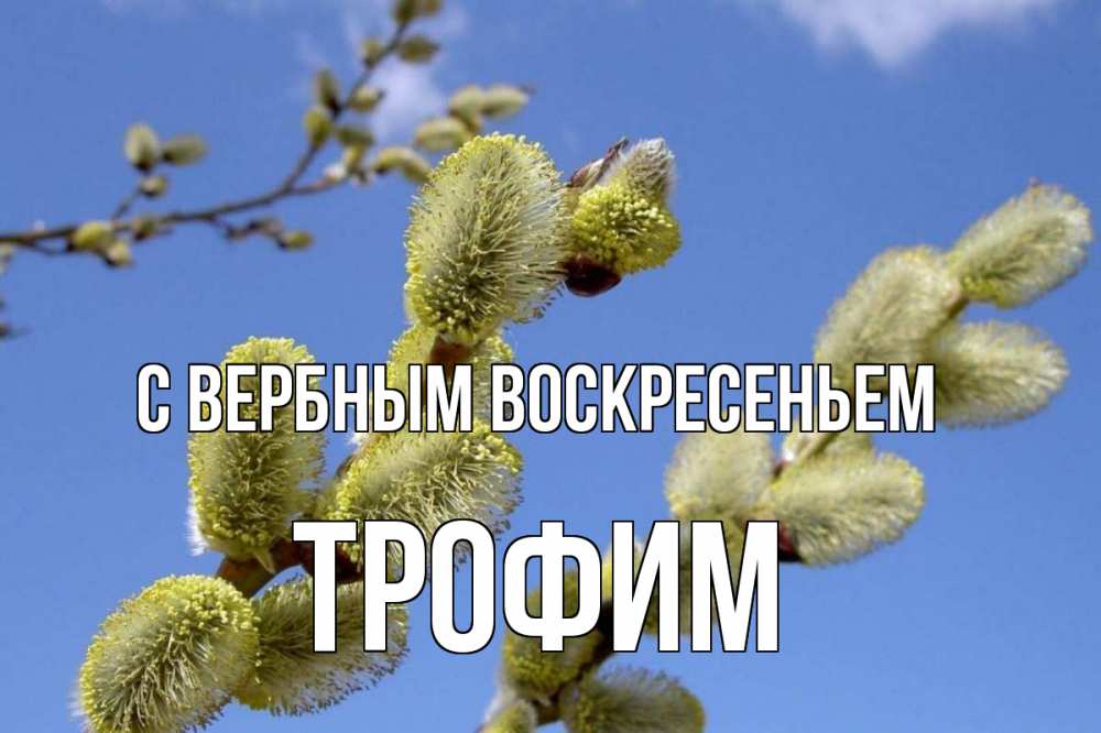 Открытка на каждый день с именем, Трофим С вербным воскресеньем верба Прикольная открытка с пожеланием онлайн скачать бесплатно 