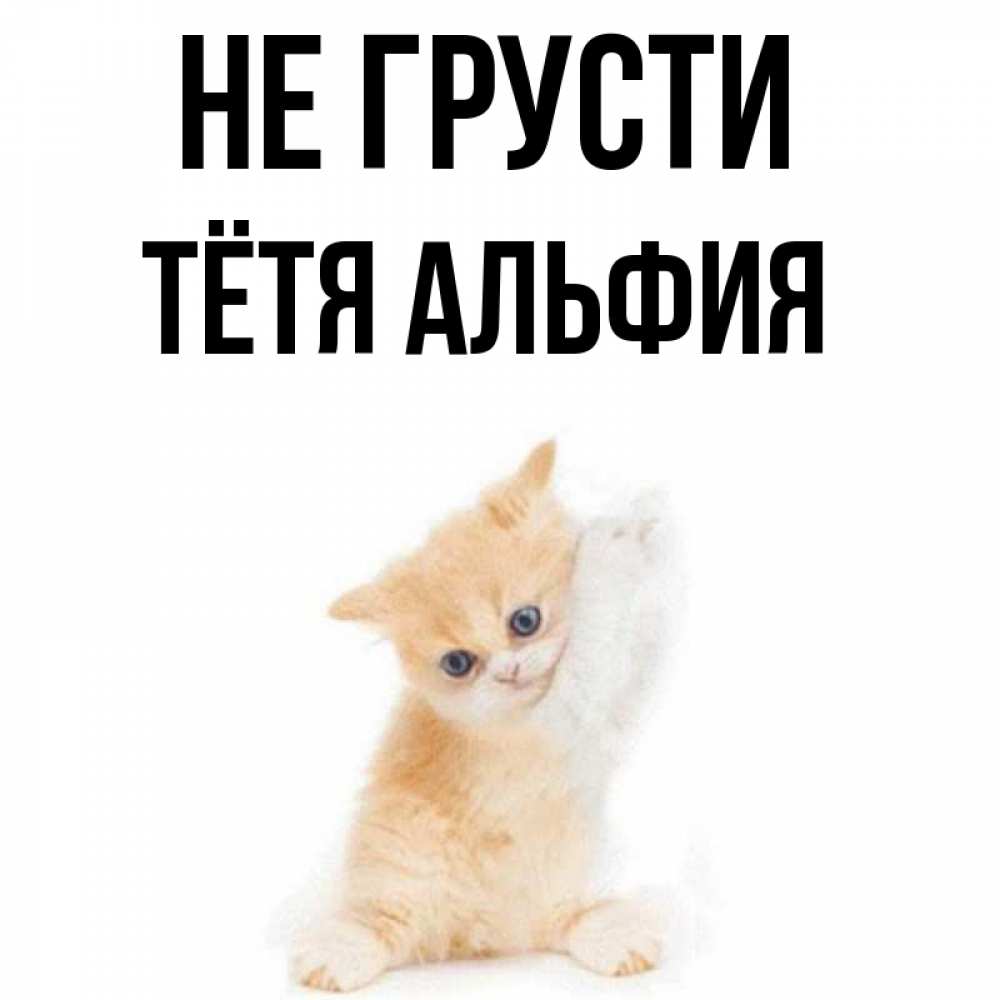 Открытка на каждый день с именем, Тётя-Альфия Не грусти просящий кот Прикольная открытка с пожеланием онлайн скачать бесплатно 