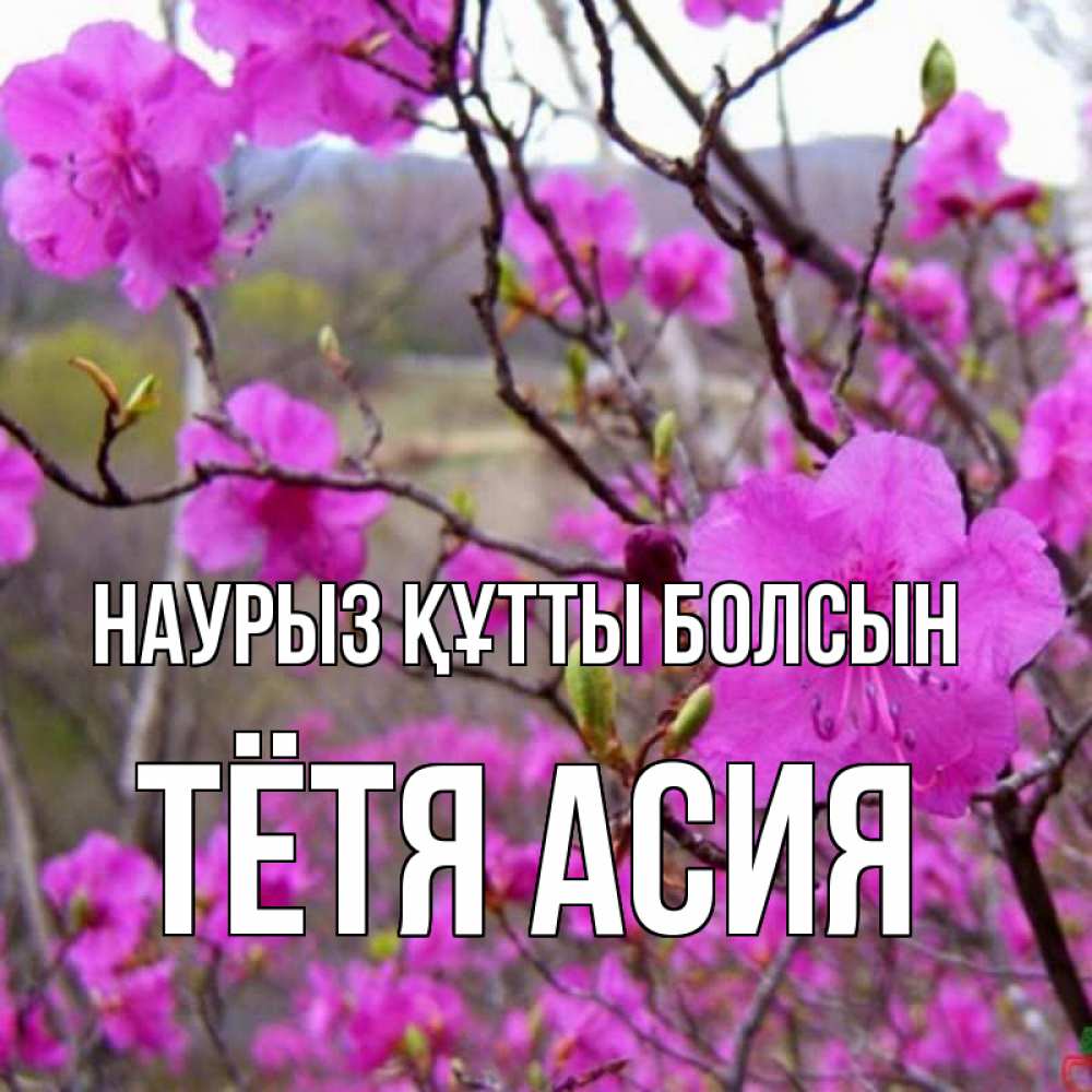 Открытка на каждый день с именем, Тётя-Асия Наурыз құтты болсын наурыз мейрамы кутты болсын Прикольная открытка с пожеланием онлайн скачать бесплатно 
