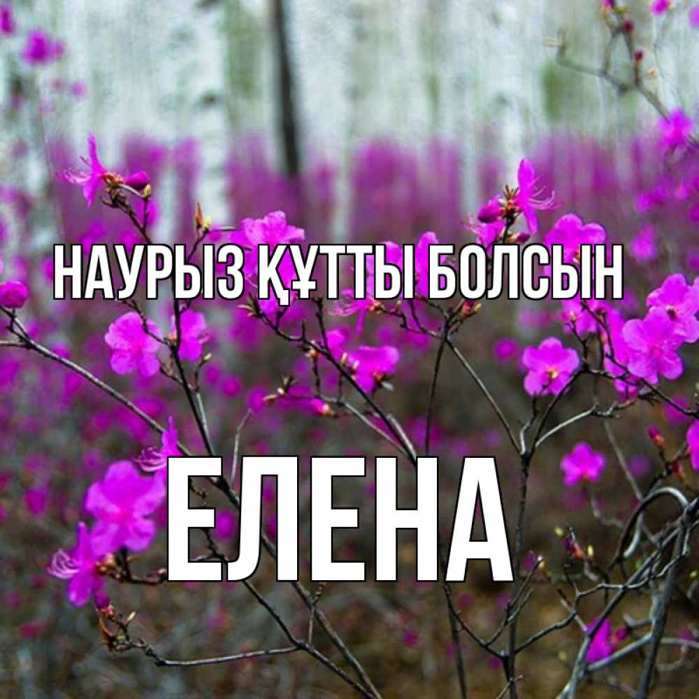 Открытка на каждый день с именем, Елена Наурыз құтты болсын дикие цветы Прикольная открытка с пожеланием онлайн скачать бесплатно 
