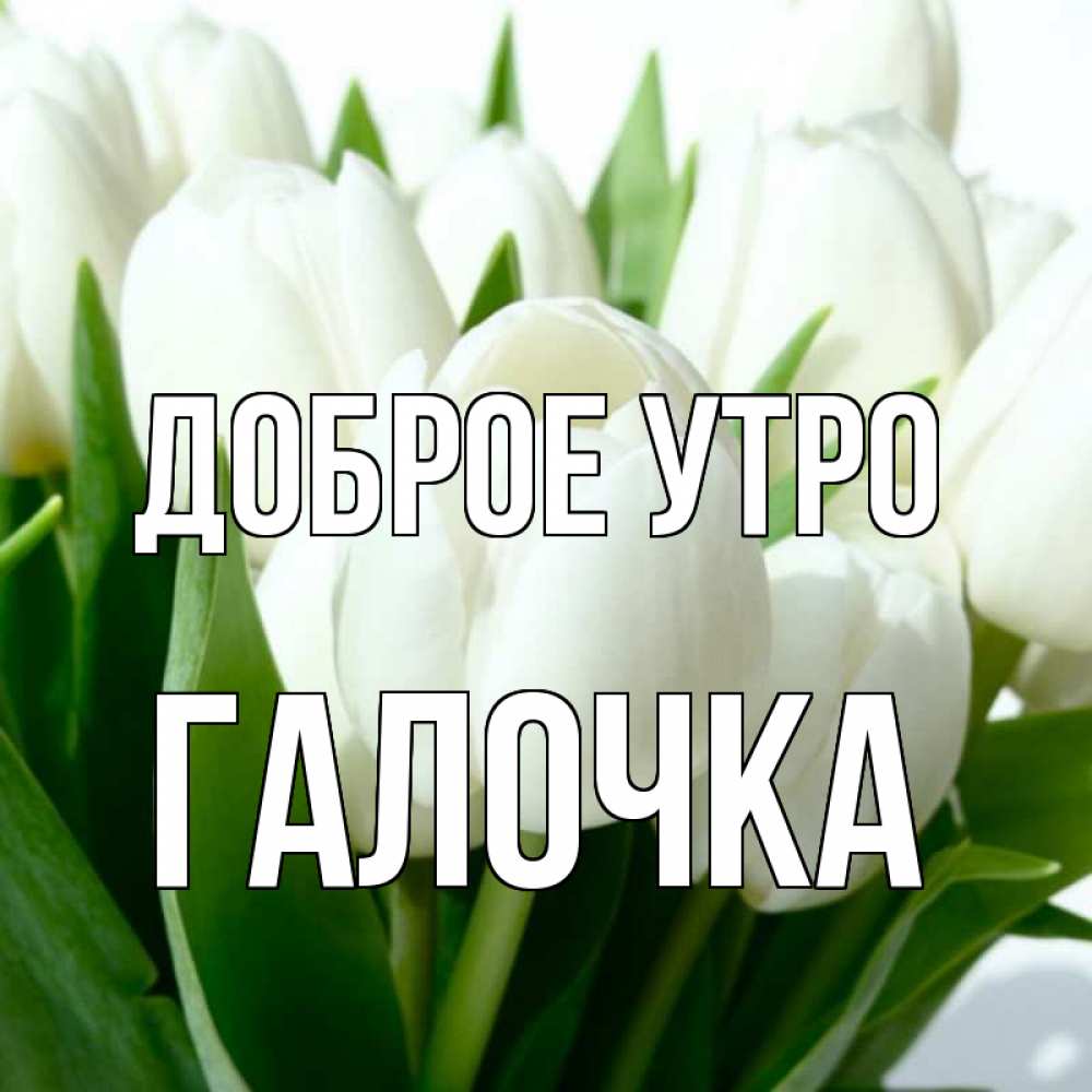 доброе утро галочка картинки красивые зелёный фото