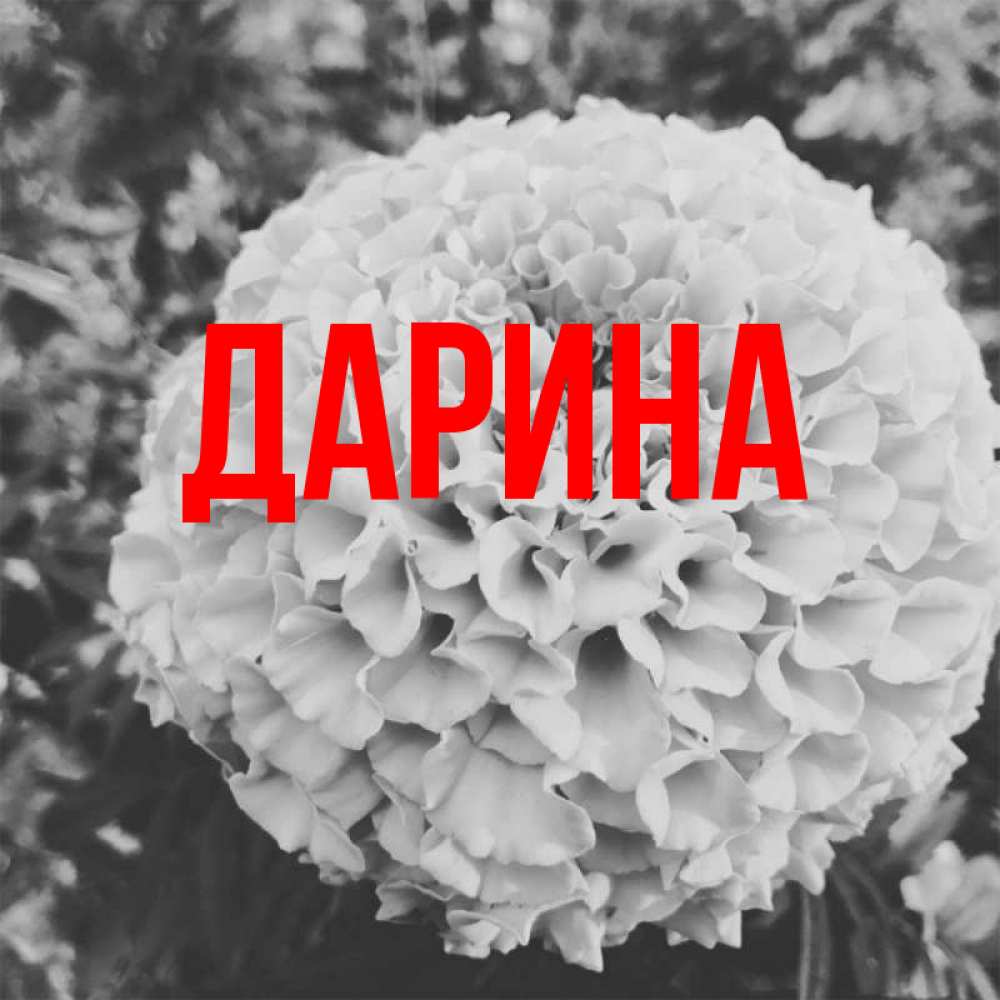 Открытка на каждый день с именем, Дарина Главная подпись Прикольная открытка с пожеланием онлайн скачать бесплатно 