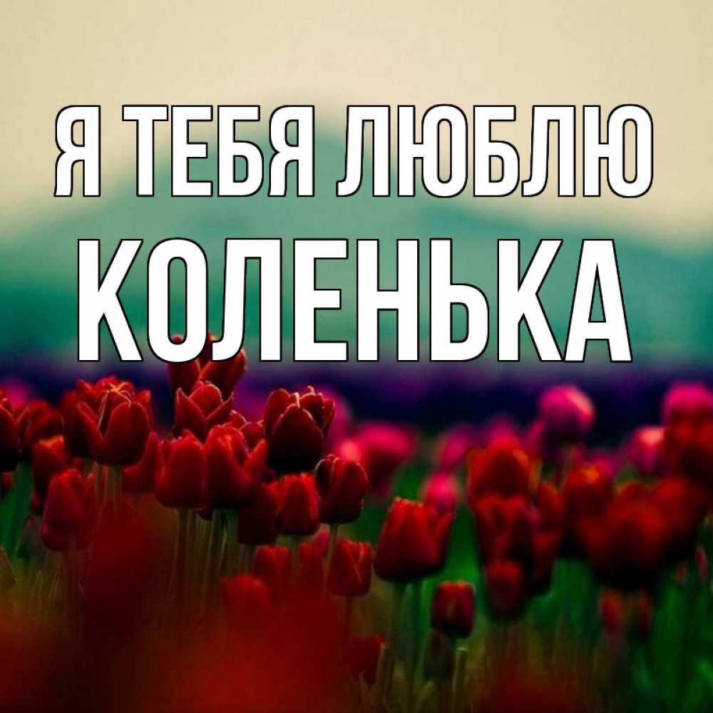 Открытка на каждый день с именем, Коленька Я тебя люблю тюльпаны 4 Прикольная открытка с пожеланием онлайн скачать бесплатно 