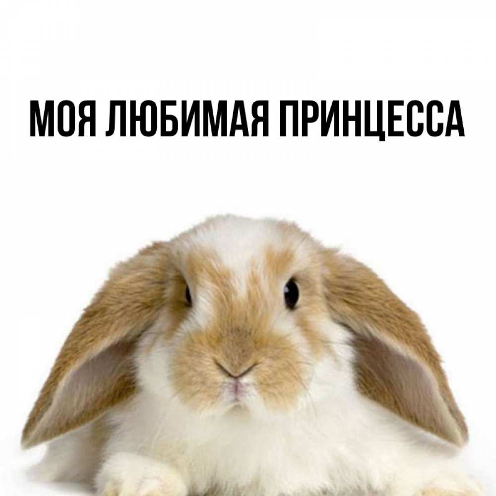 Открытка на каждый день с именем, Моя-Любимая-Принцесса Главная коричнево белый заяц Прикольная открытка с пожеланием онлайн скачать бесплатно 