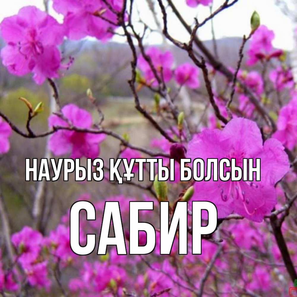 Открытка на каждый день с именем, Сабир Наурыз құтты болсын наурыз мейрамы кутты болсын Прикольная открытка с пожеланием онлайн скачать бесплатно 