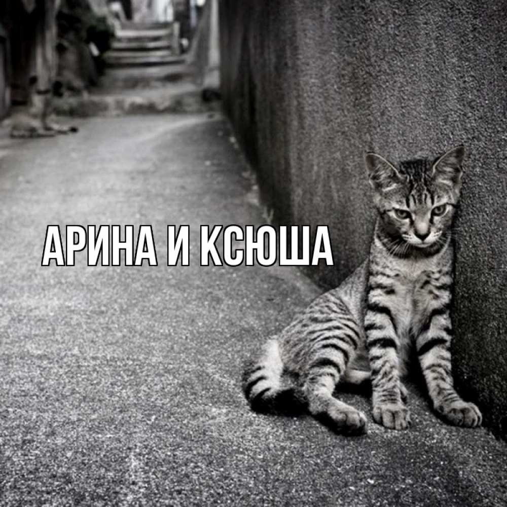 Открытка на каждый день с именем, Арина-и-Ксюша Главная одиноко котику Прикольная открытка с пожеланием онлайн скачать бесплатно 