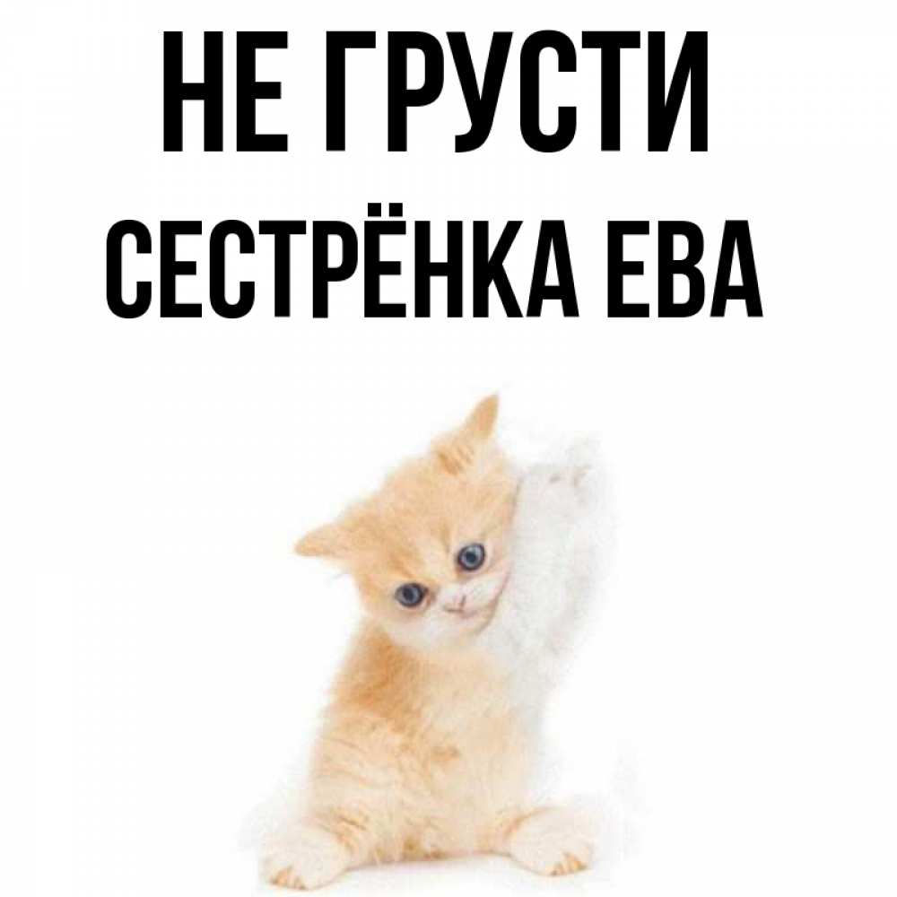 Открытка на каждый день с именем, Сестрёнка-Ева Не грусти просящий кот Прикольная открытка с пожеланием онлайн скачать бесплатно 