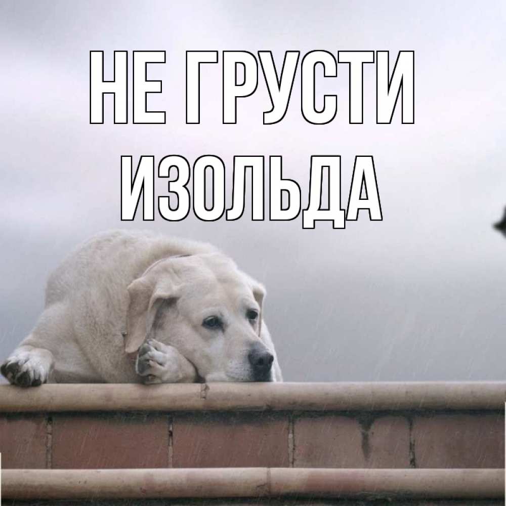 Открытка на каждый день с именем, Изольда Не грусти белый пес 1 Прикольная открытка с пожеланием онлайн скачать бесплатно 