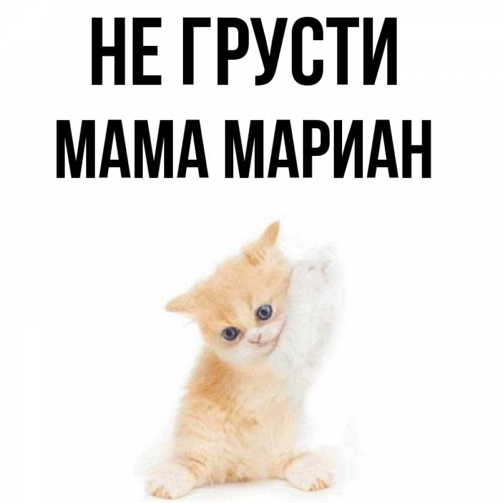 Открытка на каждый день с именем, Мама-Мариан Не грусти просящий кот Прикольная открытка с пожеланием онлайн скачать бесплатно 