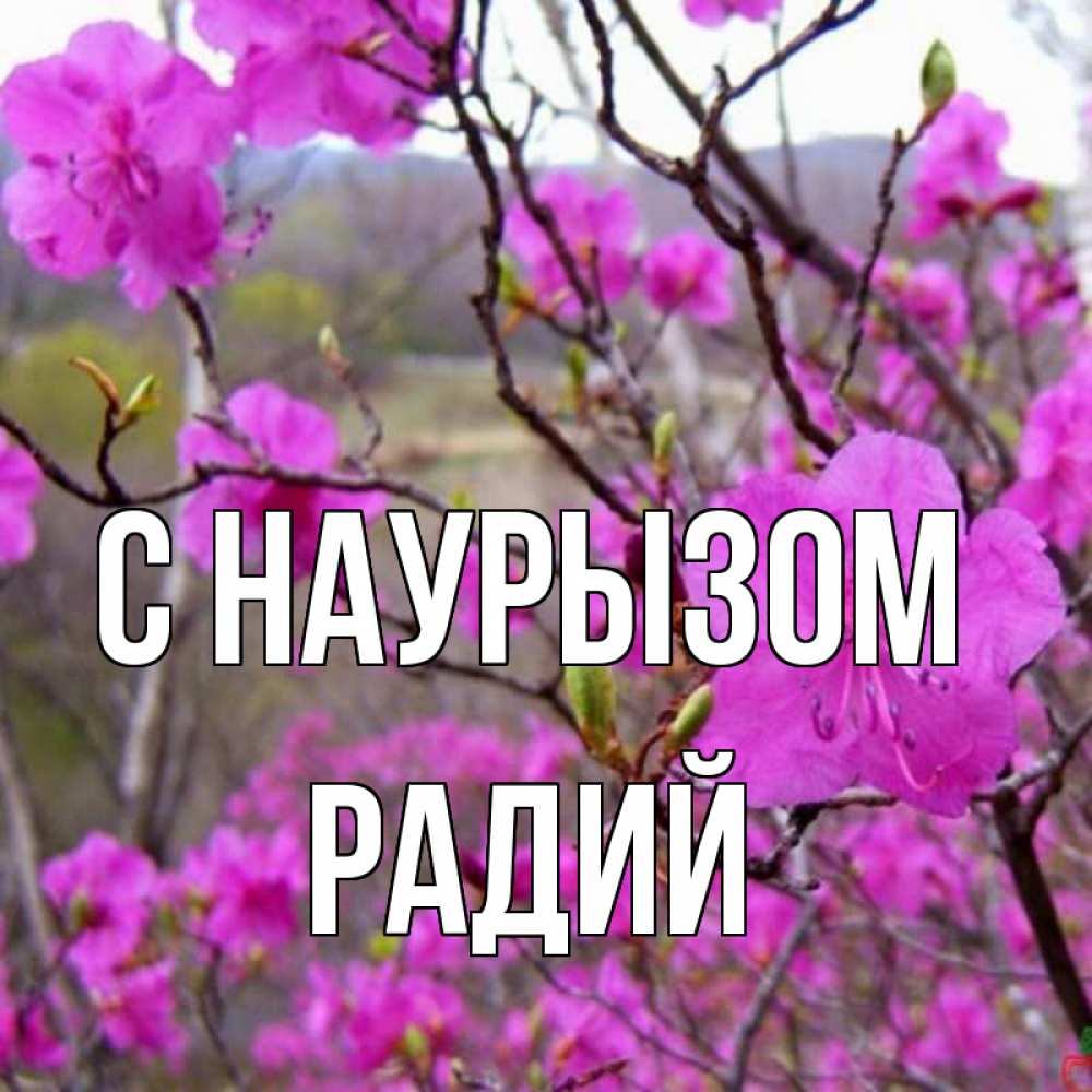 Открытка на каждый день с именем, Радий С наурызом праздник весны наурыз Прикольная открытка с пожеланием онлайн скачать бесплатно 