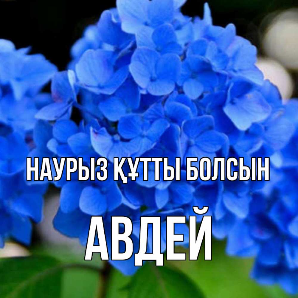 Открытка на каждый день с именем, Авдей Наурыз құтты болсын синие цветы Прикольная открытка с пожеланием онлайн скачать бесплатно 