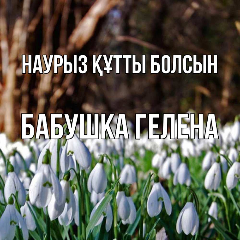 Открытка на каждый день с именем, Бабушка-Гелена Наурыз құтты болсын с подснежниками 1 Прикольная открытка с пожеланием онлайн скачать бесплатно 