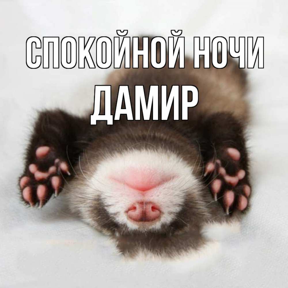 Открытка на каждый день с именем, Дамир Спокойной ночи зверек Прикольная открытка с пожеланием онлайн скачать бесплатно 
