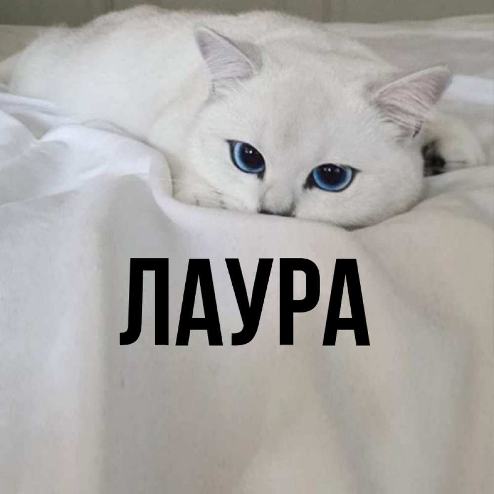 Открытка на каждый день с именем, Лаура Главная Голубоглазая кошка Прикольная открытка с пожеланием онлайн скачать бесплатно 