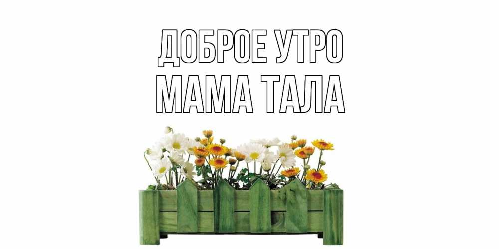 Открытка на каждый день с именем, Мама-Тала Доброе утро цветы Прикольная открытка с пожеланием онлайн скачать бесплатно 