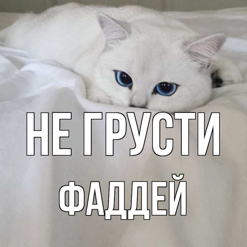 Открытка на каждый день с именем, Фаддей Не грусти белый кот с голубыми глазами на белоснежной кровати Прикольная открытка с пожеланием онлайн скачать бесплатно 