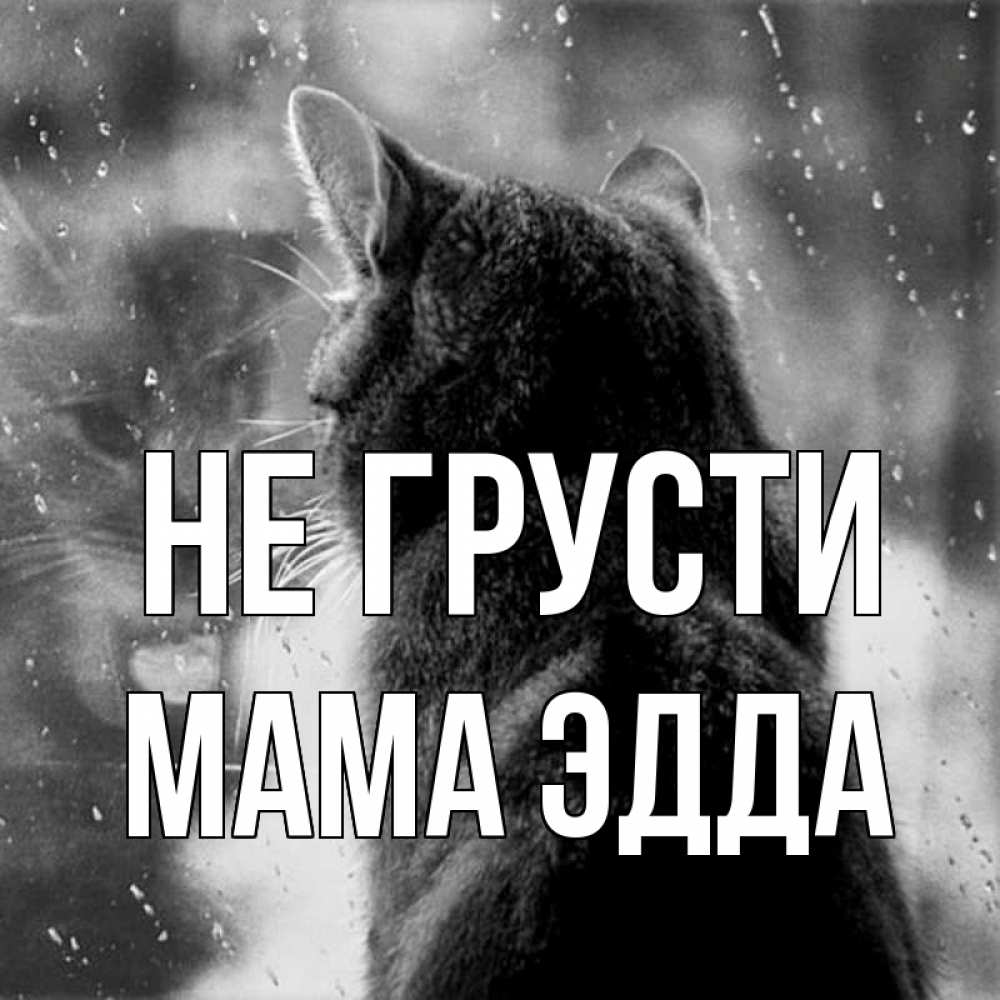 Открытка на каждый день с именем, Мама-Эдда Не грусти отражение кота 1 Прикольная открытка с пожеланием онлайн скачать бесплатно 