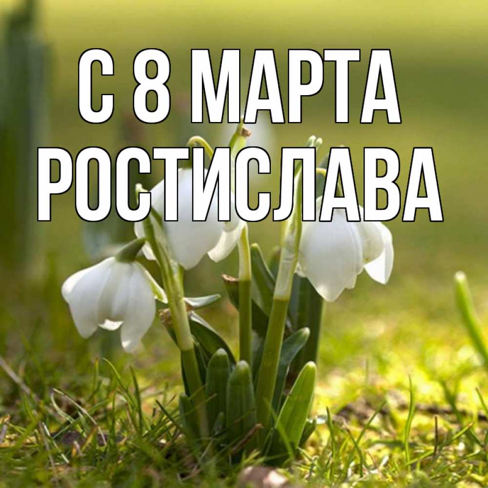 Открытка на каждый день с именем, Ростислава С 8 марта ранние цветы 2 Прикольная открытка с пожеланием онлайн скачать бесплатно 