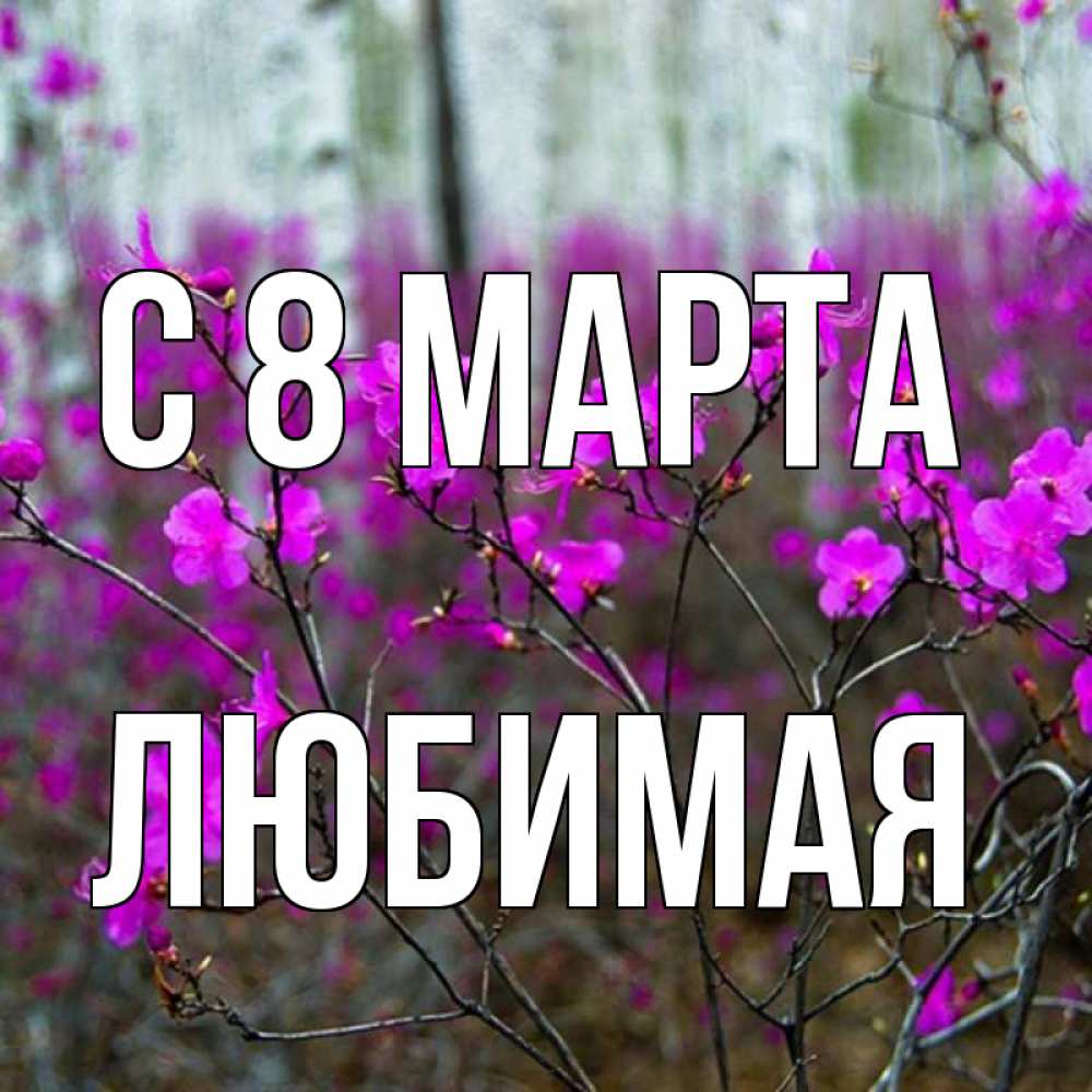 Открытка на каждый день с именем, любимая С 8 МАРТА дикие цветы Прикольная открытка с пожеланием онлайн скачать бесплатно 