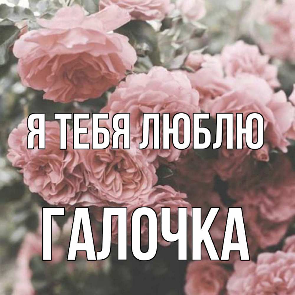 Картинка Я тебя люблю, Галочка