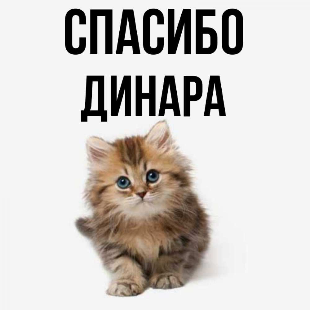 Открытка на каждый день с именем, Динара Спасибо пушистый котик Прикольная открытка с пожеланием онлайн скачать бесплатно 