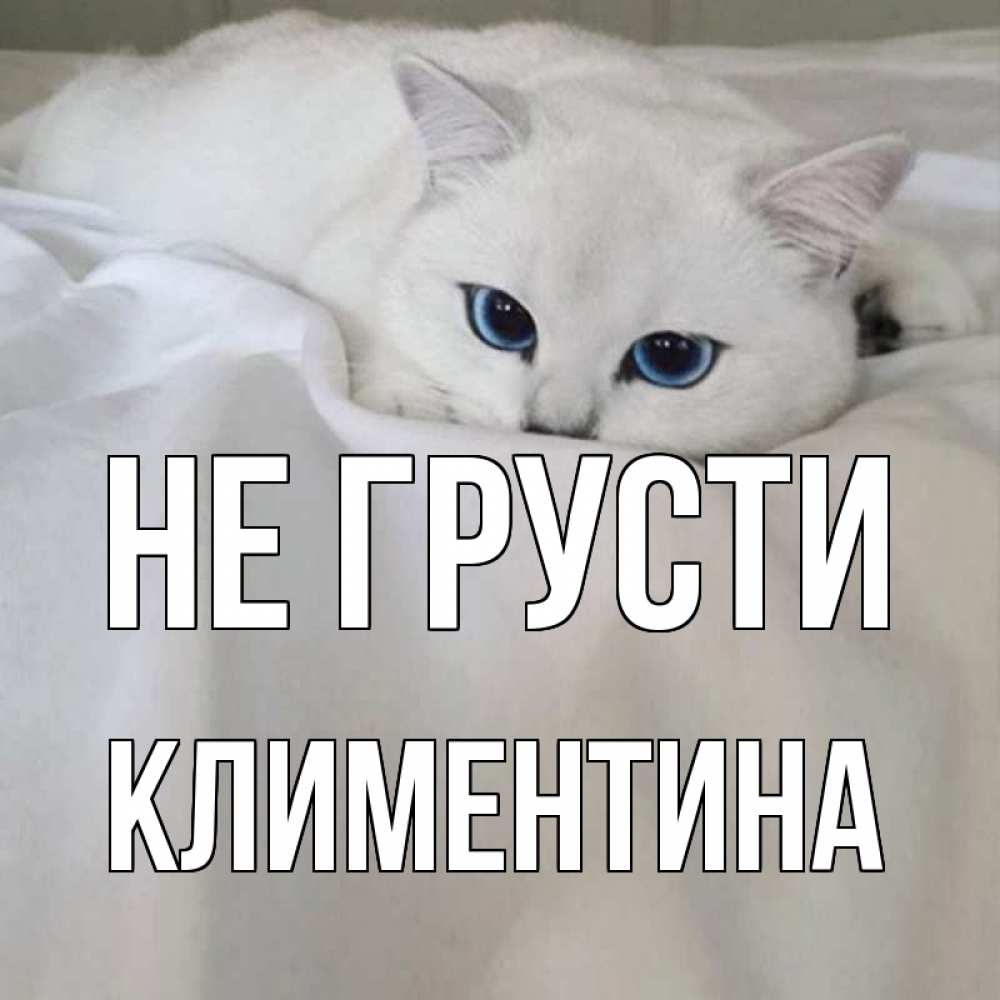 Открытка на каждый день с именем, Климентина Не грусти белый кот с голубыми глазами на белоснежной кровати Прикольная открытка с пожеланием онлайн скачать бесплатно 