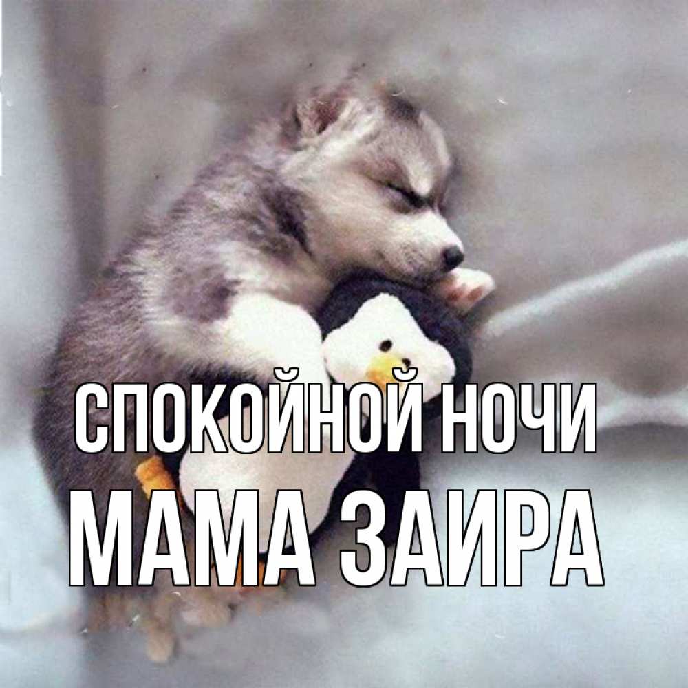Открытка на каждый день с именем, Мама-Заира Спокойной ночи обнимашки щенка и пингвина Прикольная открытка с пожеланием онлайн скачать бесплатно 