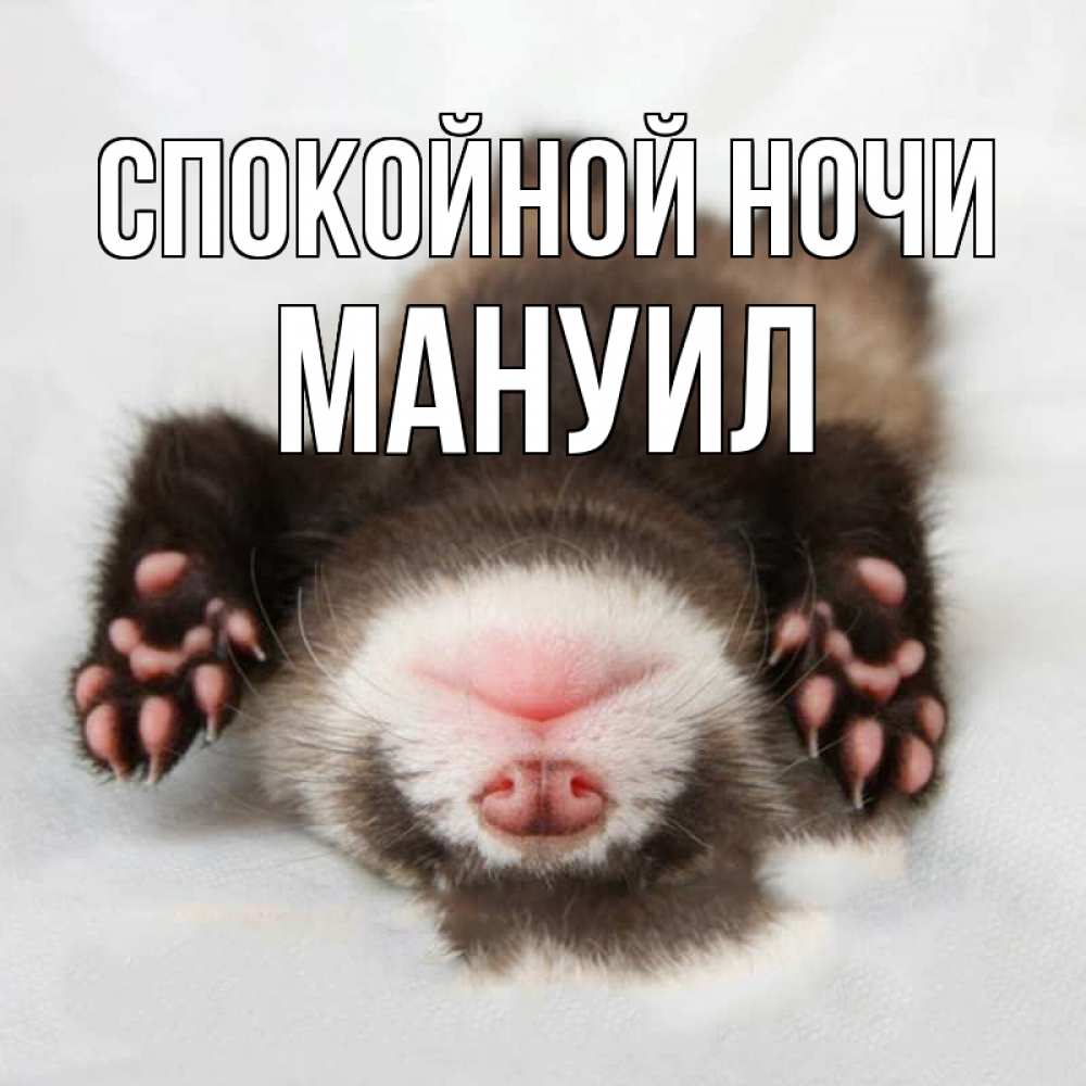 Открытка на каждый день с именем, Мануил Спокойной ночи зверек Прикольная открытка с пожеланием онлайн скачать бесплатно 