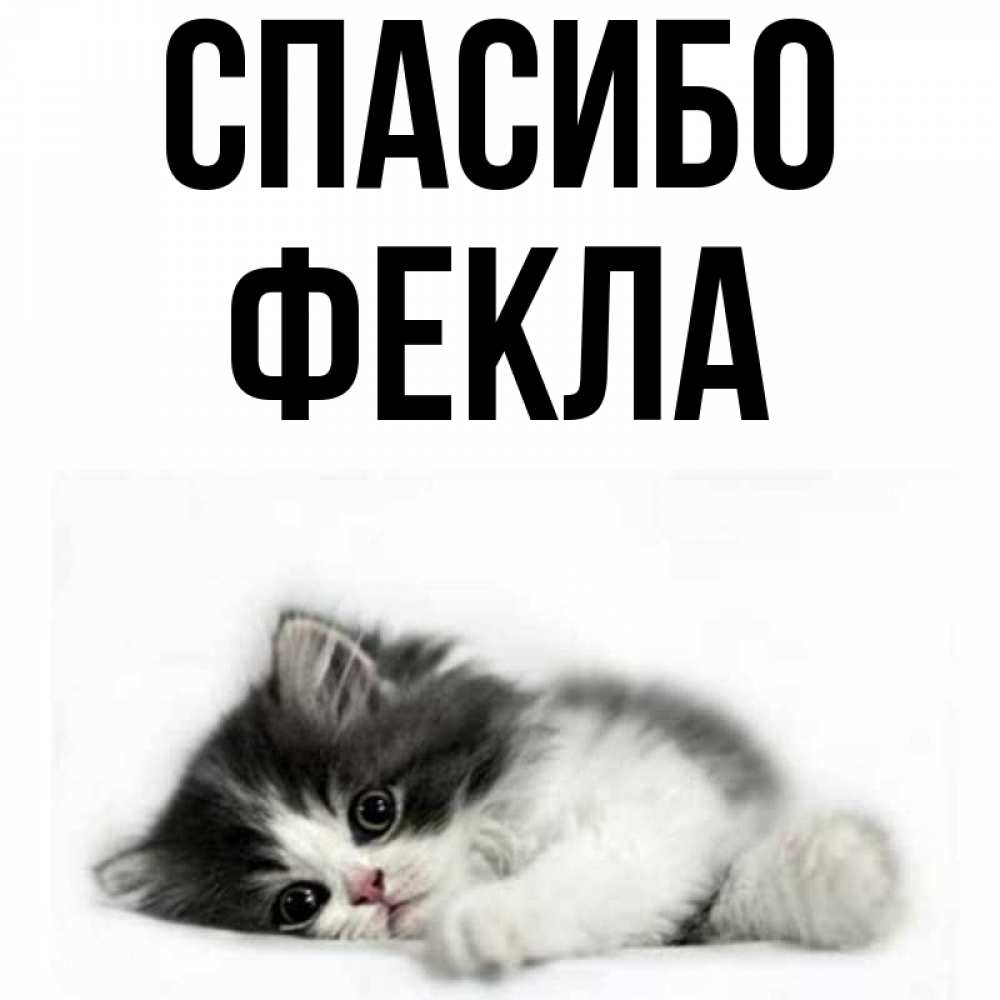 Открытка на каждый день с именем, Фекла Спасибо черный и белый кот Прикольная открытка с пожеланием онлайн скачать бесплатно 