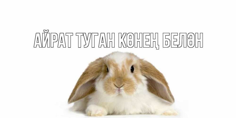 Открытка на каждый день с именем, Айрат-туган-көнең-белән Главная вислоухий кролик белого и коричневого цвета Прикольная открытка с пожеланием онлайн скачать бесплатно 