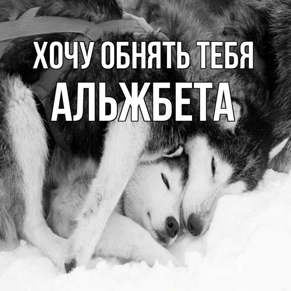 Открытка на каждый день с именем, Альжбета Хочу обнять тебя собачки в упряжке Прикольная открытка с пожеланием онлайн скачать бесплатно 