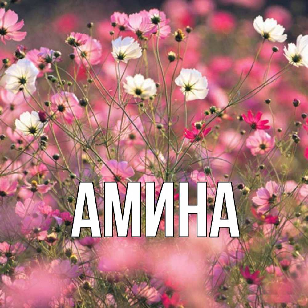 Открытка на каждый день с именем, Амина Главная красиво 1 Прикольная открытка с пожеланием онлайн скачать бесплатно 