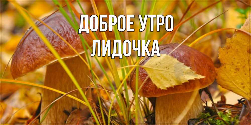 Открытка на каждый день с именем, Лидочка Доброе утро осенние грибы Прикольная открытка с пожеланием онлайн скачать бесплатно 