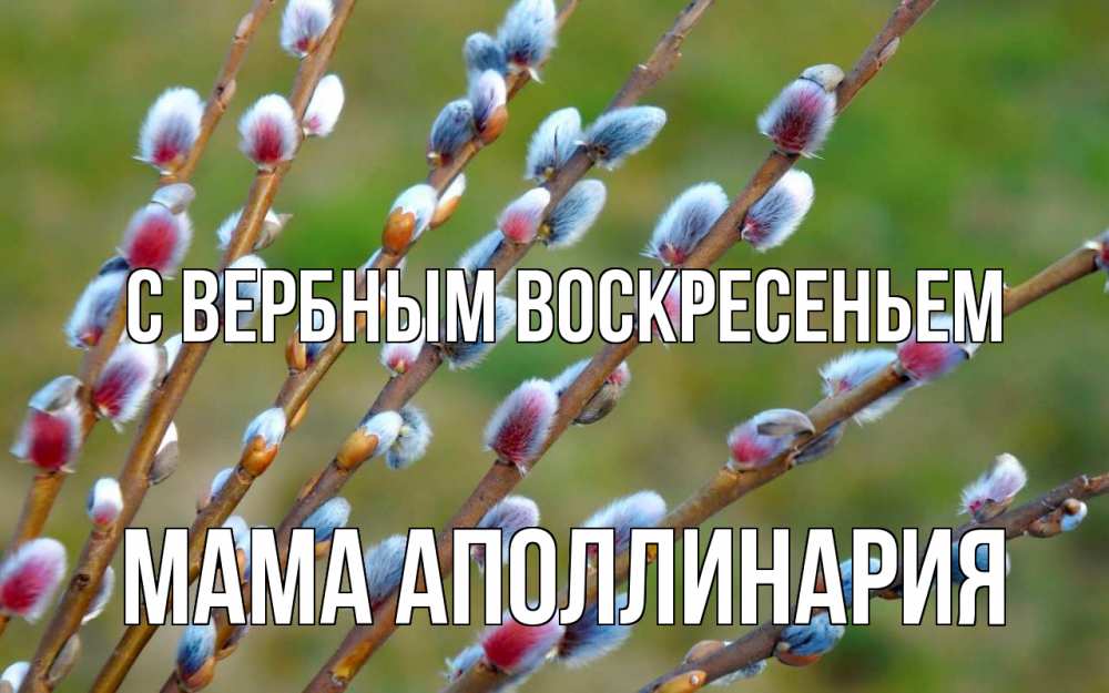 Открытка на каждый день с именем, Мама-Аполлинария С вербным воскресеньем верба Прикольная открытка с пожеланием онлайн скачать бесплатно 