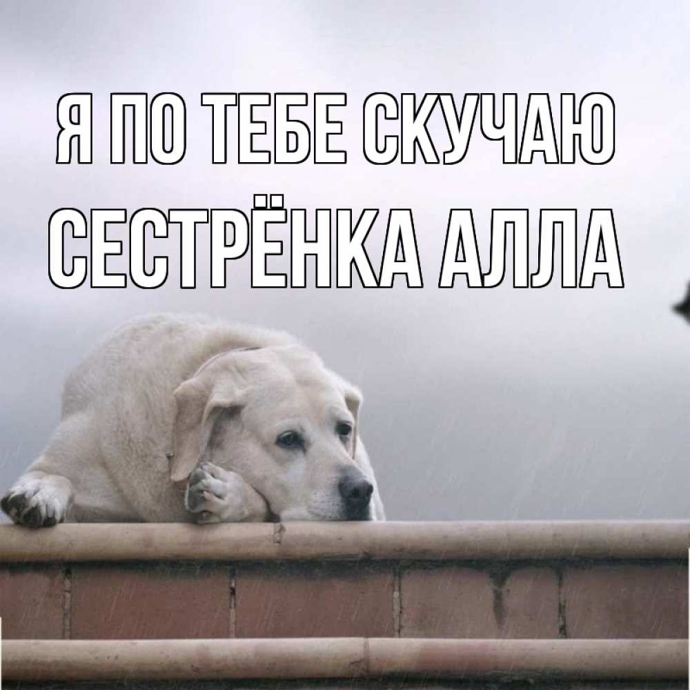 Открытка на каждый день с именем, Сестрёнка-Алла Я по тебе скучаю ждет Прикольная открытка с пожеланием онлайн скачать бесплатно 