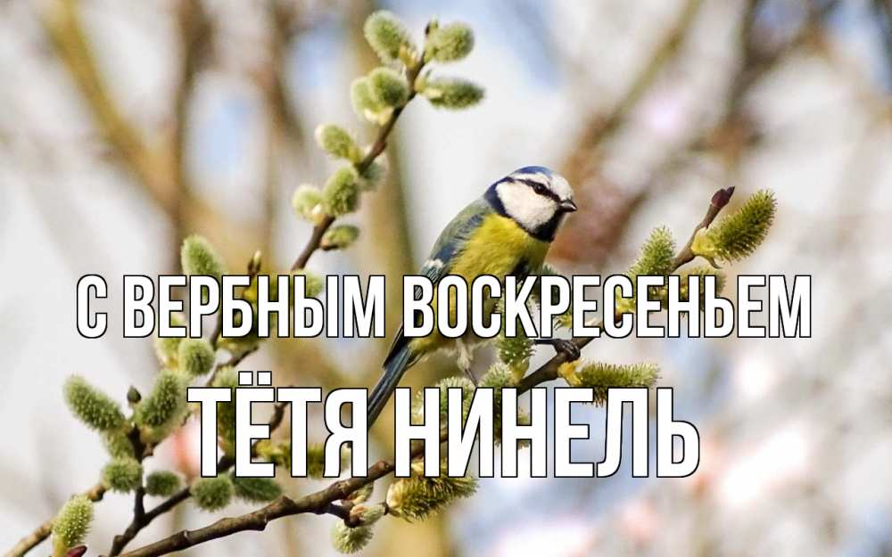 Открытка на каждый день с именем, Тётя-Нинель С вербным воскресеньем верба Прикольная открытка с пожеланием онлайн скачать бесплатно 