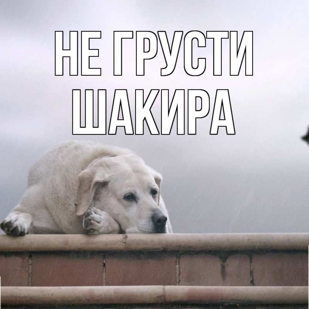 Открытка на каждый день с именем, Шакира Не грусти белый пес 1 Прикольная открытка с пожеланием онлайн скачать бесплатно 