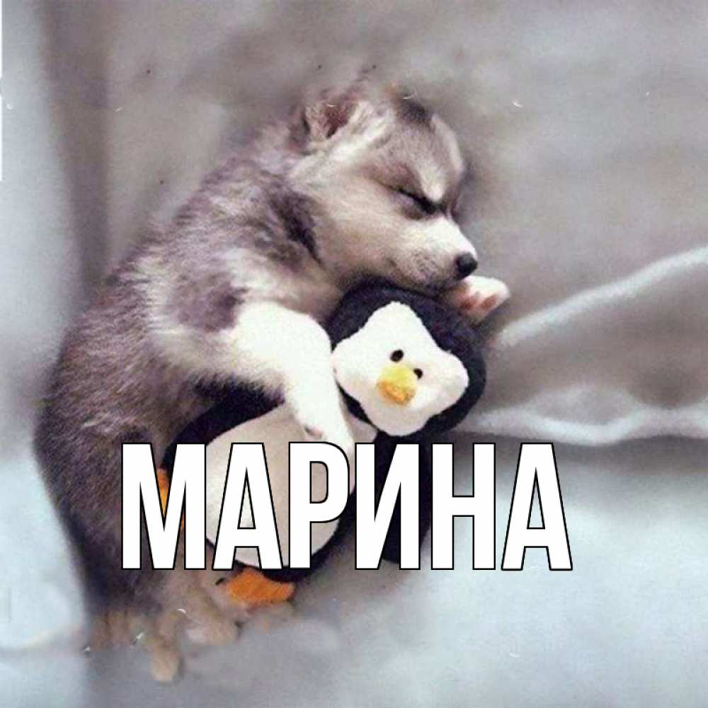 Открытка на каждый день с именем, Марина Главная обнимашки щенка и пингвина Прикольная открытка с пожеланием онлайн скачать бесплатно 