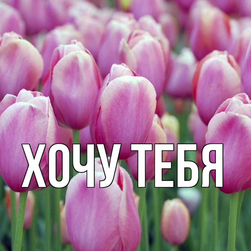 Открытка на каждый день с именем, Хочу-тебя Главная праздник весны наурыз 69 Прикольная открытка с пожеланием онлайн скачать бесплатно 