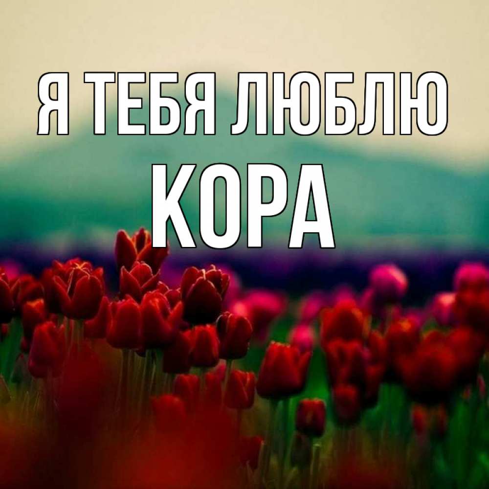 Открытка на каждый день с именем, Кора Я тебя люблю тюльпаны 4 Прикольная открытка с пожеланием онлайн скачать бесплатно 