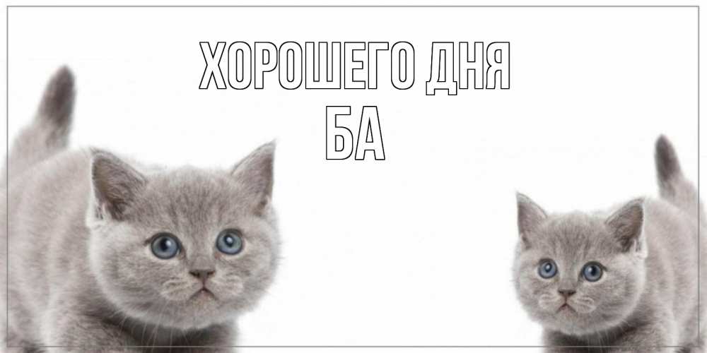 Открытка на каждый день с именем, Ба Хорошего дня открытка с котами Прикольная открытка с пожеланием онлайн скачать бесплатно 