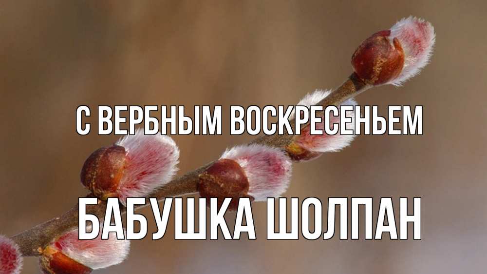Открытка на каждый день с именем, Бабушка-Шолпан С вербным воскресеньем верба Прикольная открытка с пожеланием онлайн скачать бесплатно 