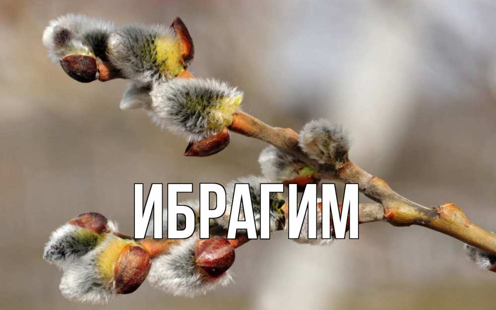 Открытка на каждый день с именем, Ибрагим Главная Верба Прикольная открытка с пожеланием онлайн скачать бесплатно 