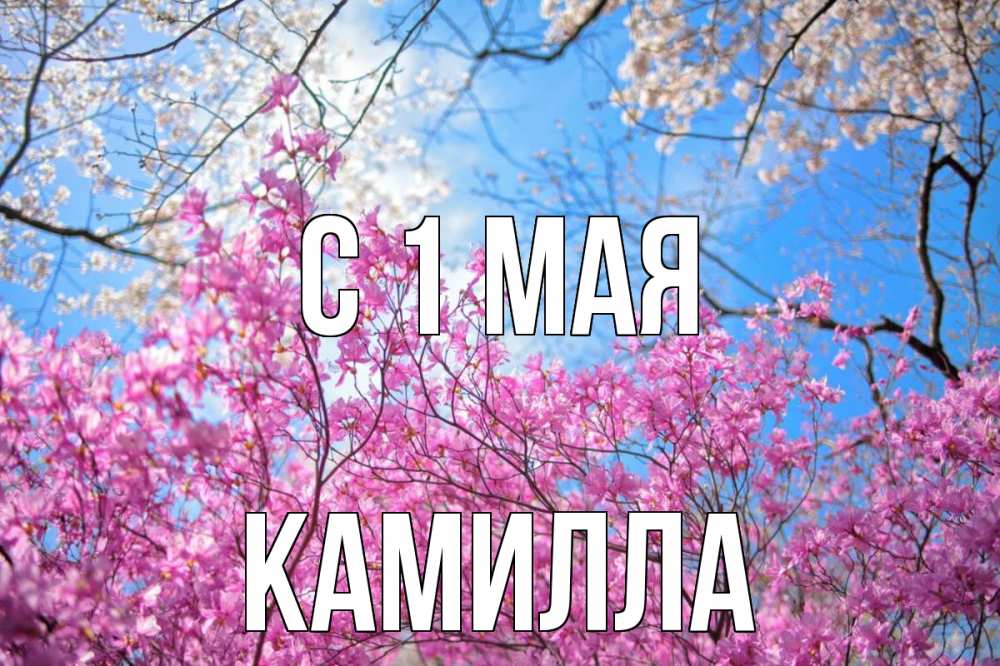 Открытка на каждый день с именем, Камилла С 1 мая С 1 мая Прикольная открытка с пожеланием онлайн скачать бесплатно 