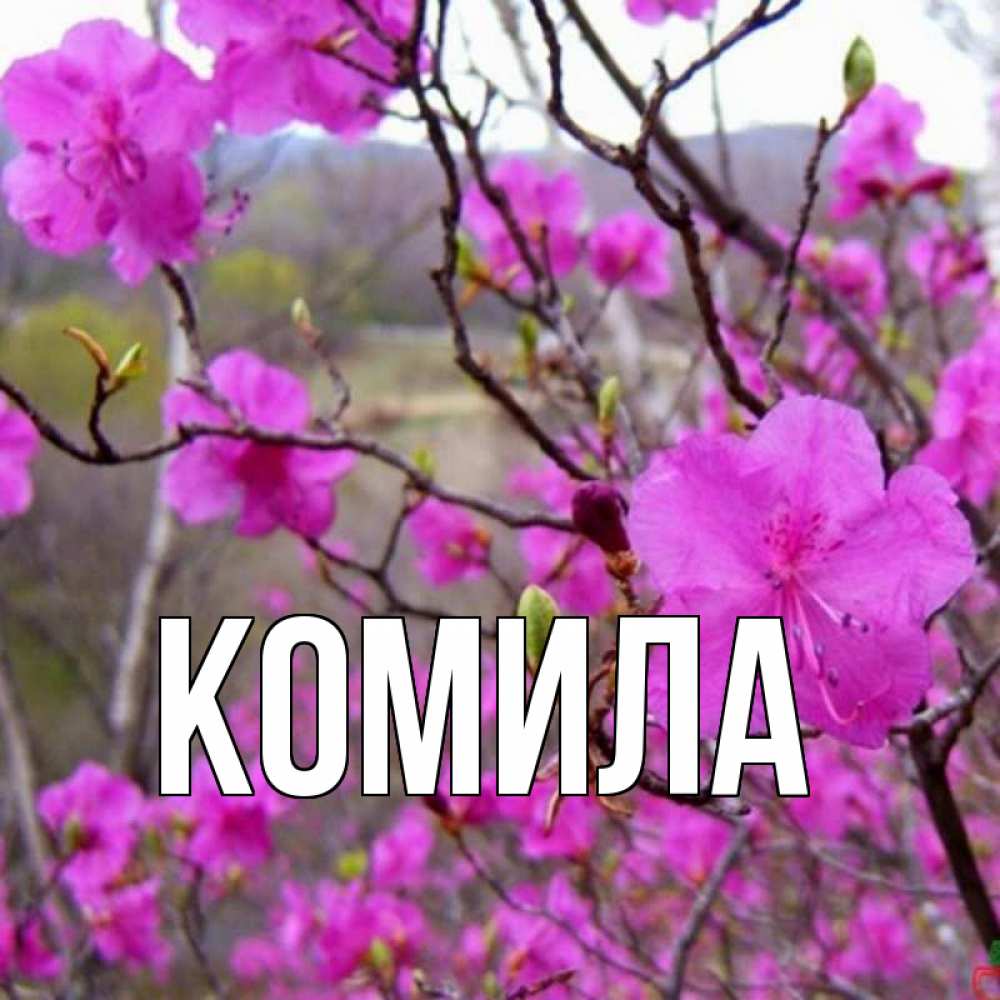 Открытка на каждый день с именем, Комила Главная праздник весны наурыз Прикольная открытка с пожеланием онлайн скачать бесплатно 