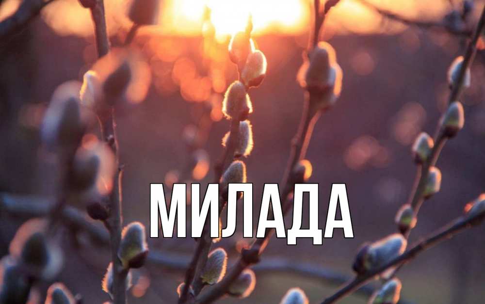 Открытка на каждый день с именем, Милада Главная верба Прикольная открытка с пожеланием онлайн скачать бесплатно 