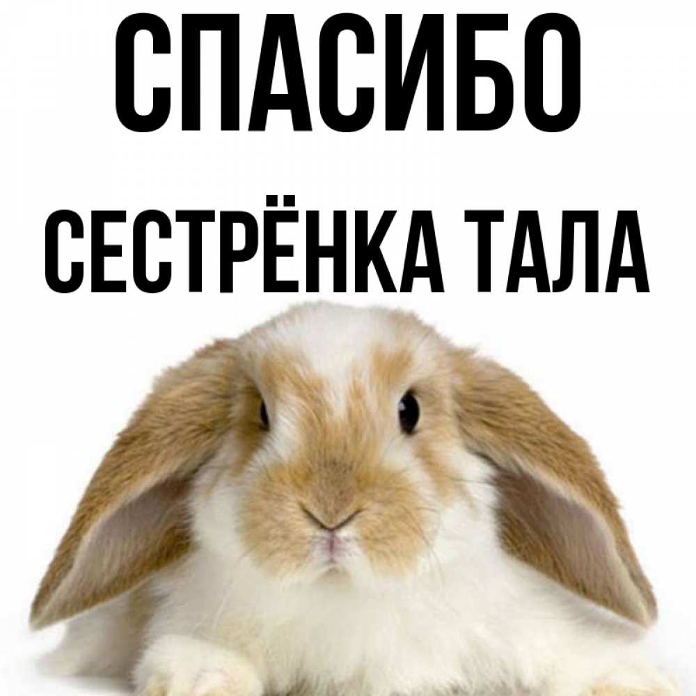 Открытка на каждый день с именем, Сестрёнка-Тала Спасибо коричнево белый заяц Прикольная открытка с пожеланием онлайн скачать бесплатно 