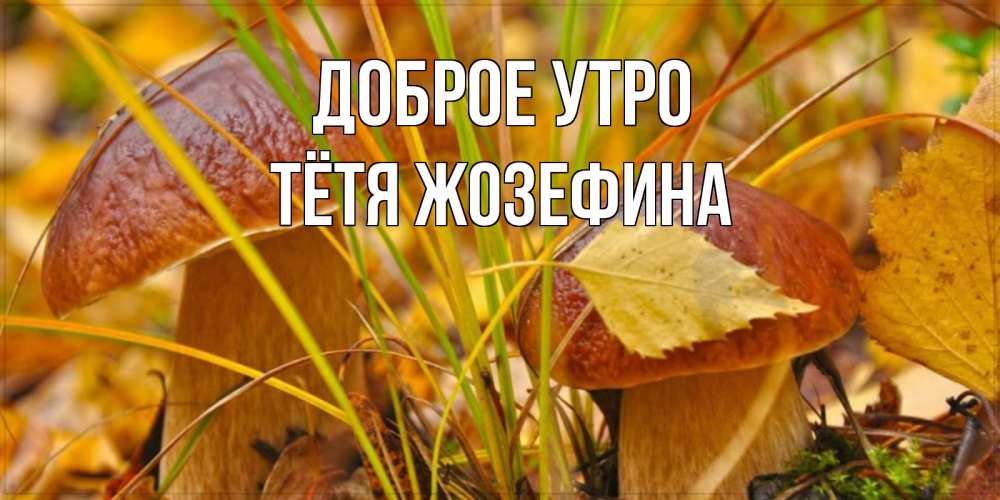 Открытка на каждый день с именем, Тётя-Жозефина Доброе утро осенние грибы Прикольная открытка с пожеланием онлайн скачать бесплатно 