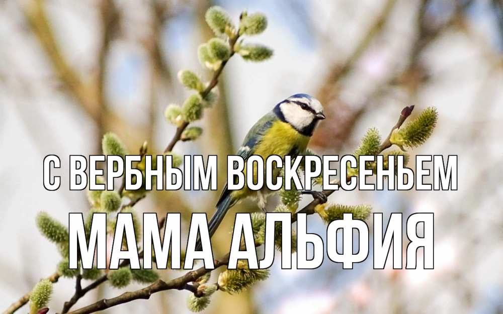 Открытка на каждый день с именем, Мама-Альфия С вербным воскресеньем верба Прикольная открытка с пожеланием онлайн скачать бесплатно 
